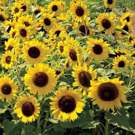Sunspot Dwarf Sunflower with large golden-yellow blooms growing in a sunny garden.
