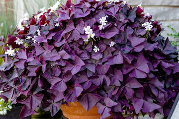 Hardy perennial Oxalis plants with decorative foliage