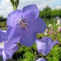 Compact Campanula Blu plants with vibrant blue bell-shaped blooms.

