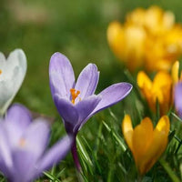 Crocus bulbs planted along an attractive garden border

