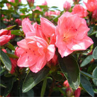 Rhododendron Flower seeds for Planting Long Bloom Season Heirloom & GMO Free Seeds for Home Garden
