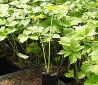 Lush leafy Ashitaba plant used for ornamental garden planting.