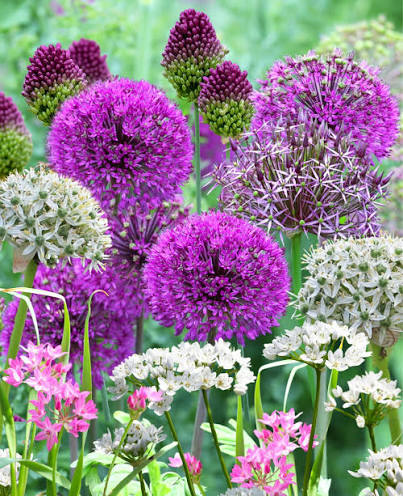 Mixed Allium bulbs for planting in an outdoor garden