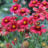 Blanket Flower 'Burgundy' with deep red blooms growing in a sunny garden.

