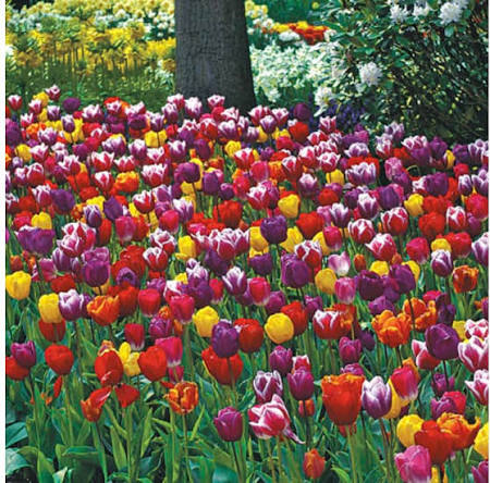 Mixed color lilies growing in a garden bed