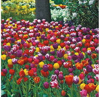 Mixed color lilies growing in a garden bed