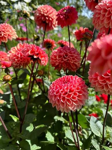 Dahlia bulbs prepared for outdoor garden planting