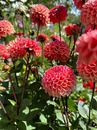 Dahlia bulbs prepared for outdoor garden planting