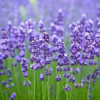 Blue Lavender Flower Seeds for Planting Bright Blooms Heirloom & GMO Free Seeds for Home Garden
 
 Sale