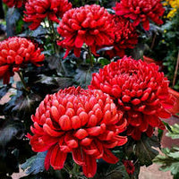 Red Chrysanthemum Flower seeds for Planting - Cut Flower Favorite, Heirloom & GMO Free Seeds for Home Garden
