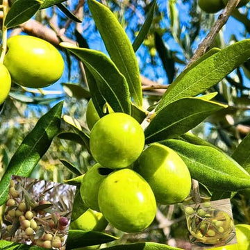 Olive tree seeds and young Olea europaea plant growing in a garden.