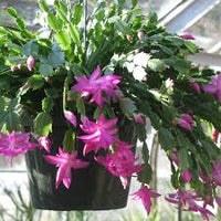 Purple Schlumbergera Flower seeds for Planting - Low Maintenance, Heirloom & GMO Free Seeds for Home Garden