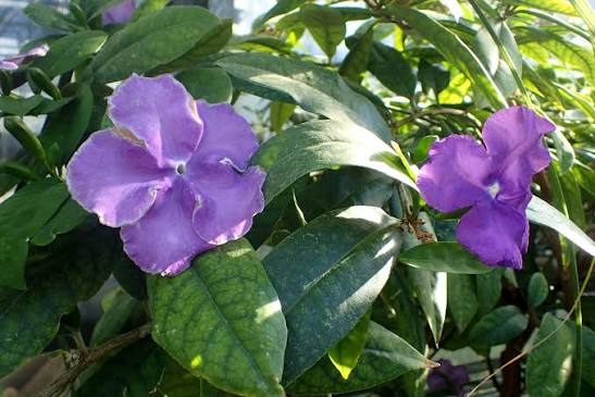 Close-up of Purple Brunfelsia Pauciflora flowers surrounded by green foliage.

