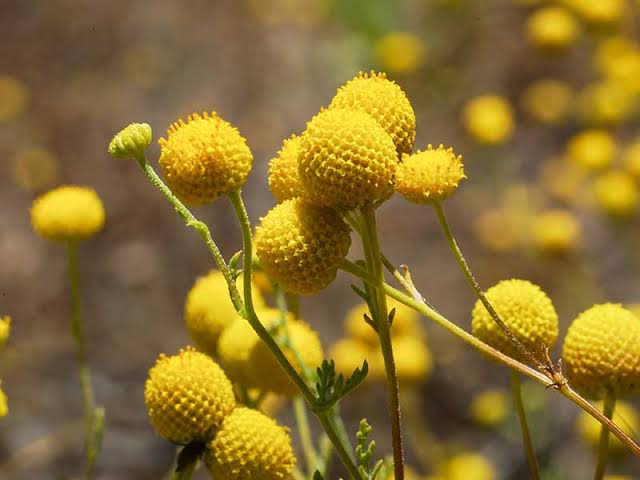 Bright yellow drumstick flowers growing in a sunny garden.