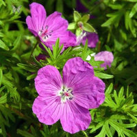 Hardy Geranium sanguineum with bright pink flowers in a garden.
