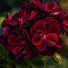 Maroon Red Geranium Flower Seeds for Planting Garden Favorite Heirloom & GMO Free Seeds for Home Garden
 
 Sale