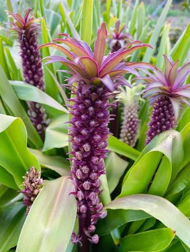 Eucomis Safari Adventure Pineapple Lily bulbs for garden planting