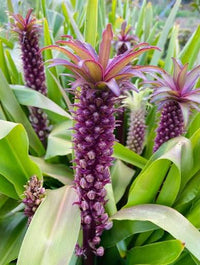 Eucomis Safari Adventure Pineapple Lily bulbs for garden planting