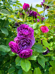 Blue Purple Holland Rose Flower Seeds for Planting Seasonal Bloomer Heirloom & GMO Free Seeds for Home Garden
 
 Sale