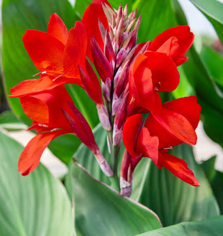 Canna Rhizomes for Garden Beds, Borders, Containers & Outdoor Landscapes