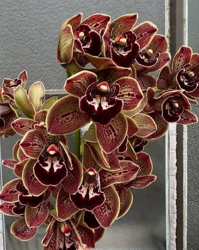 Cymbidium orchid bulbs growing in a garden setting