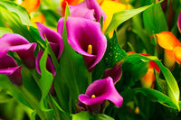 Calla Lily with elegant trumpet-shaped flowers and green foliage