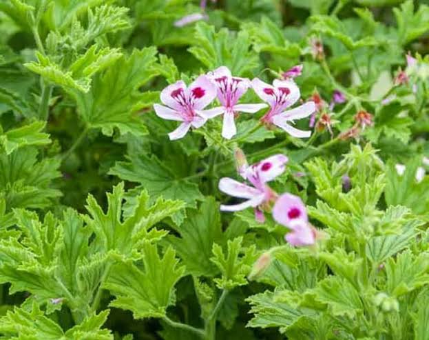 Lemon Scented Geranium with fragrant green foliage