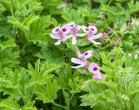 Lemon Scented Geranium with fragrant green foliage