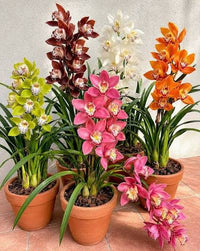 Cymbidium plant growing in a suitable garden container
