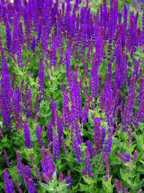 West Friesland Woodland Sage growing in a colorful garden border.
