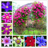 Clematis vine growing on a garden trellis