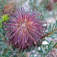 Violet Banksia Flower seeds for Planting, Pollinator Friendly Heirloom & GMO Free Seeds for Home Garden