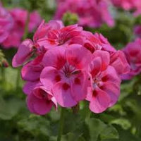 Pink Geranium Pelargonium Flower Seeds for Planting Easy to Grow Heirloom & GMO Free Seeds for Home Garden
 
 Sale