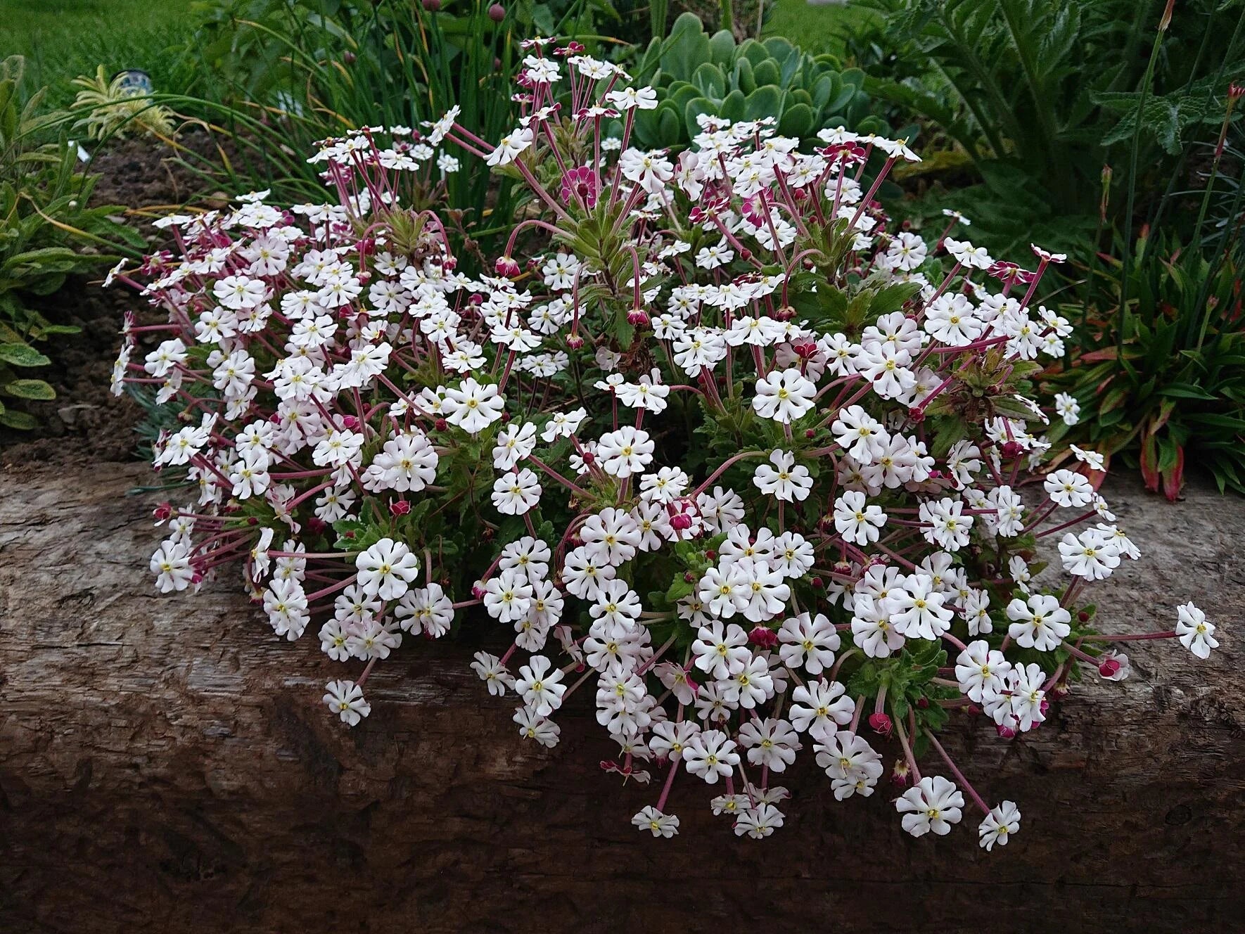 Night Blooming Zaluzianskya Phlox Flower Seeds