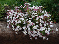 Night Blooming Zaluzianskya Phlox Flower Seeds