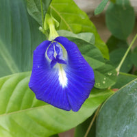 Pea Flower seeds for Planting Compact Growth Heirloom & GMO Free Seeds for Home Garden 
 
 Sale
