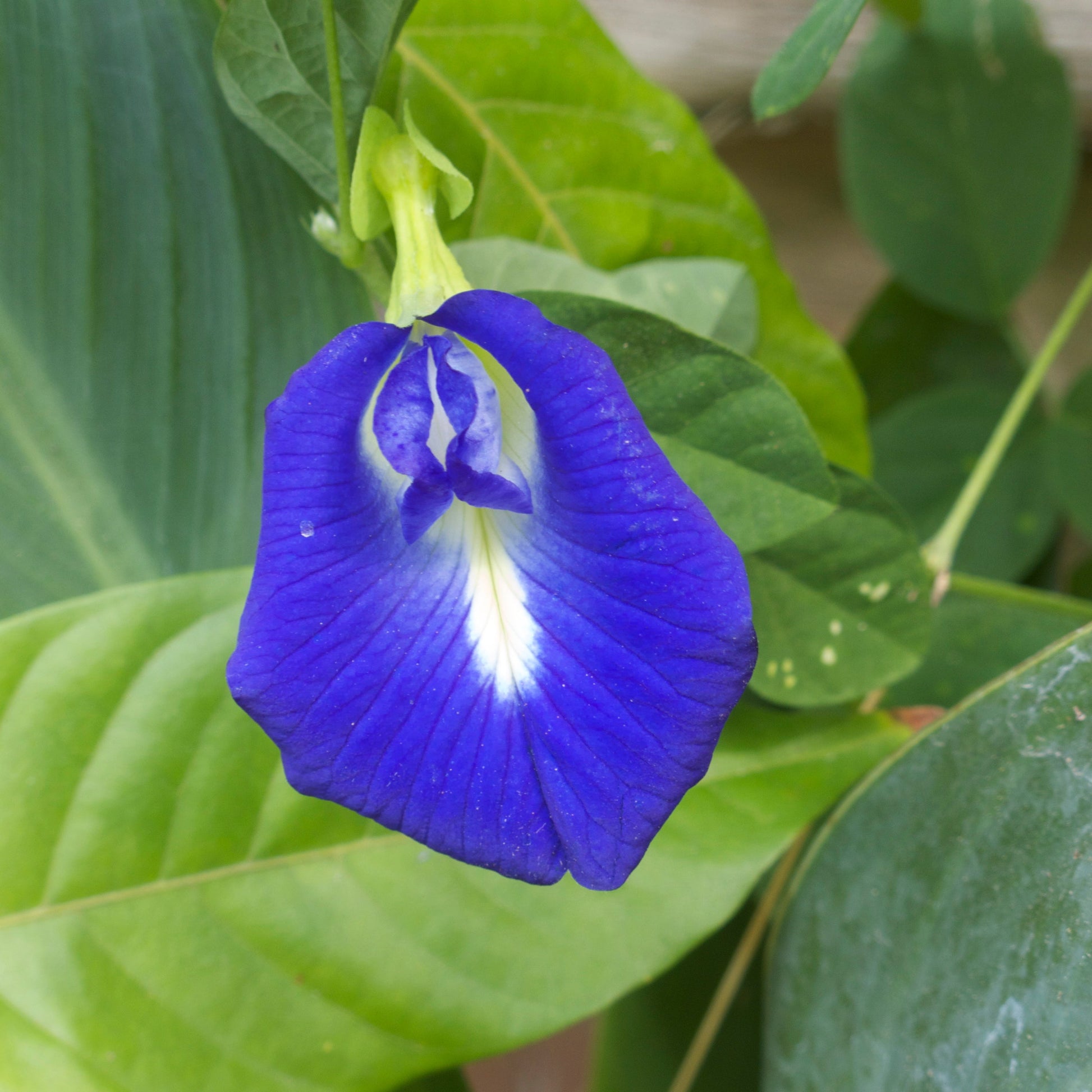 Butterfly Pea Flower Vine with Blue Blooms for Home Garden Landscaping