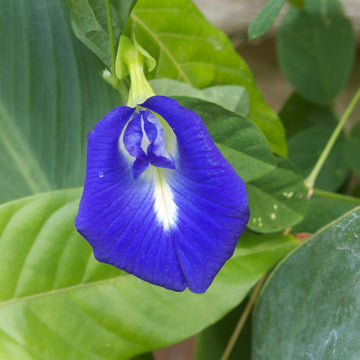 Butterfly Pea Flower Vine with Blue Blooms for Home Garden Landscaping