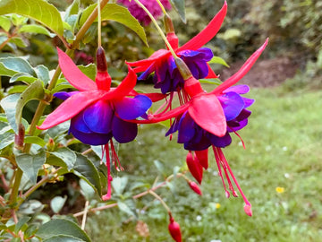 Double Petals Fuchsia Seeds - Yellow Red Blooms for Planting