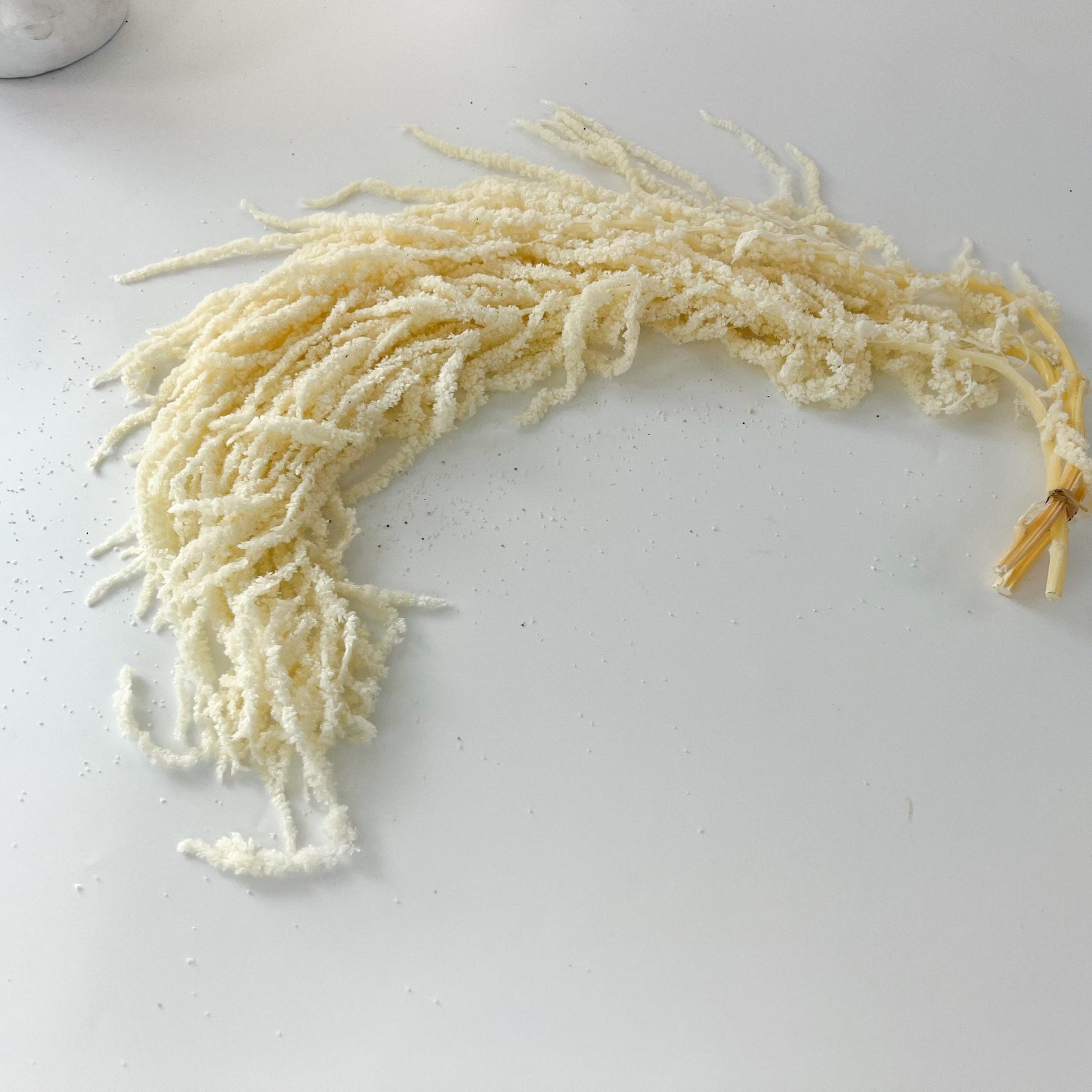 Preserved ivory amaranthus used to decorate a wedding arch and event backdrop.