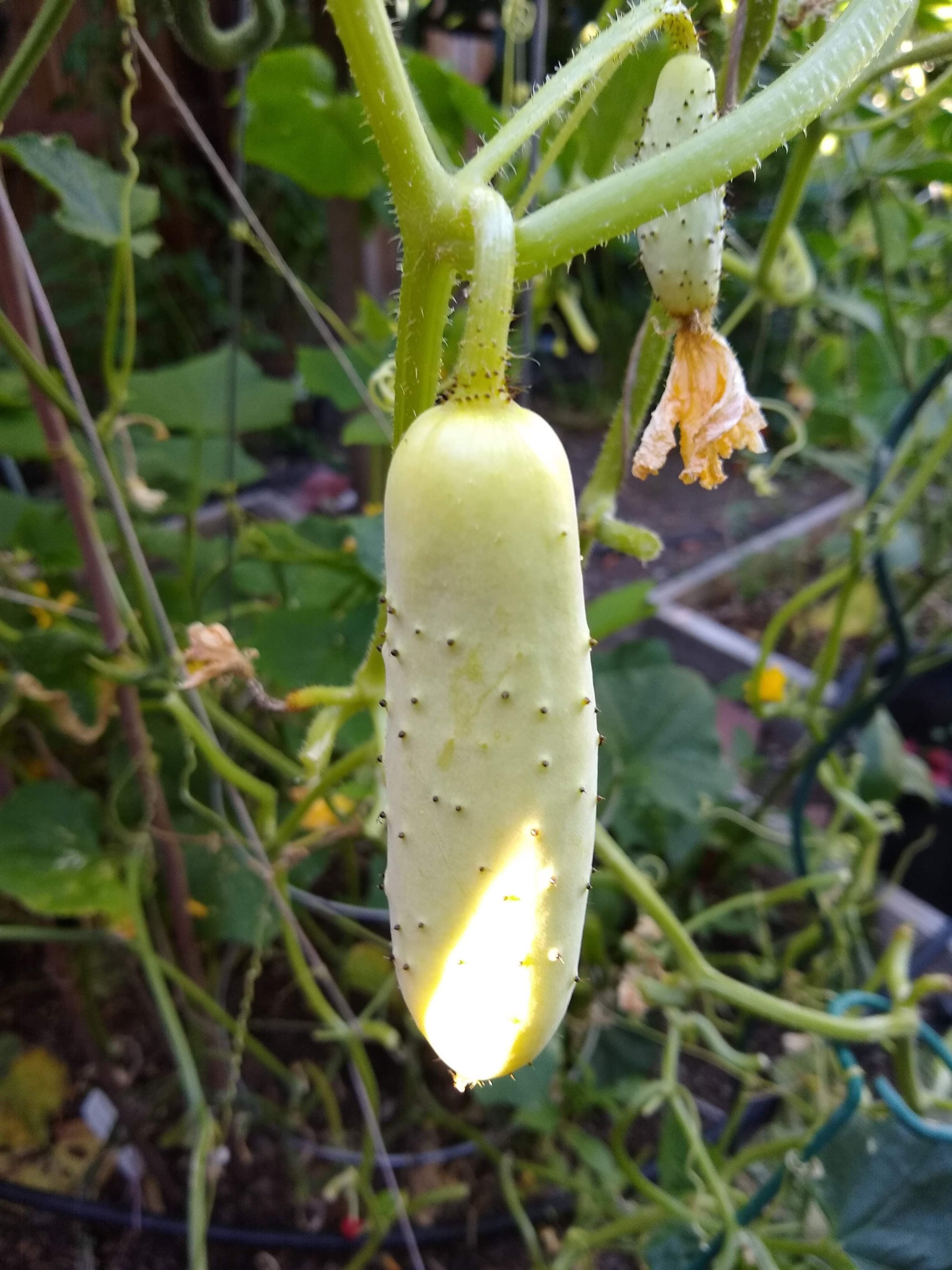 White Wonder Sweet Cucumber seeds for planting in home vegetable gardens