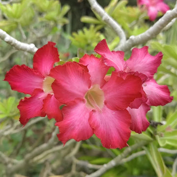 Pink Adenium Obesum Flower seeds for Planting Sun Loving Heirloom & GMO Free Seeds for Home Garden