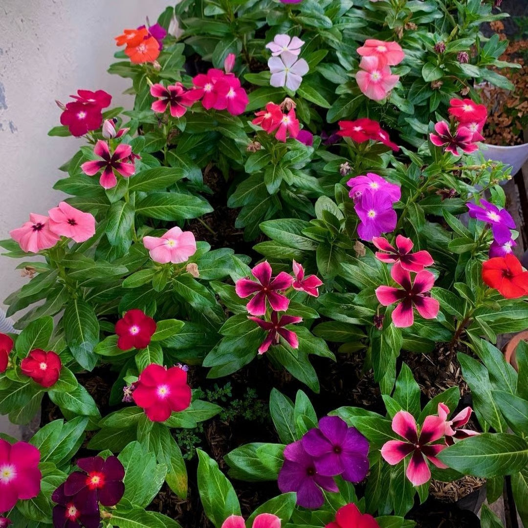 Mix Vinca Periwinkle flower seeds for colorful home garden planting.