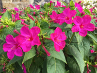 Pink Mirabilis Jalapa Flower seeds for Planting - Fragrant Blossoms, Heirloom & GMO Free Seeds for Home Garden
