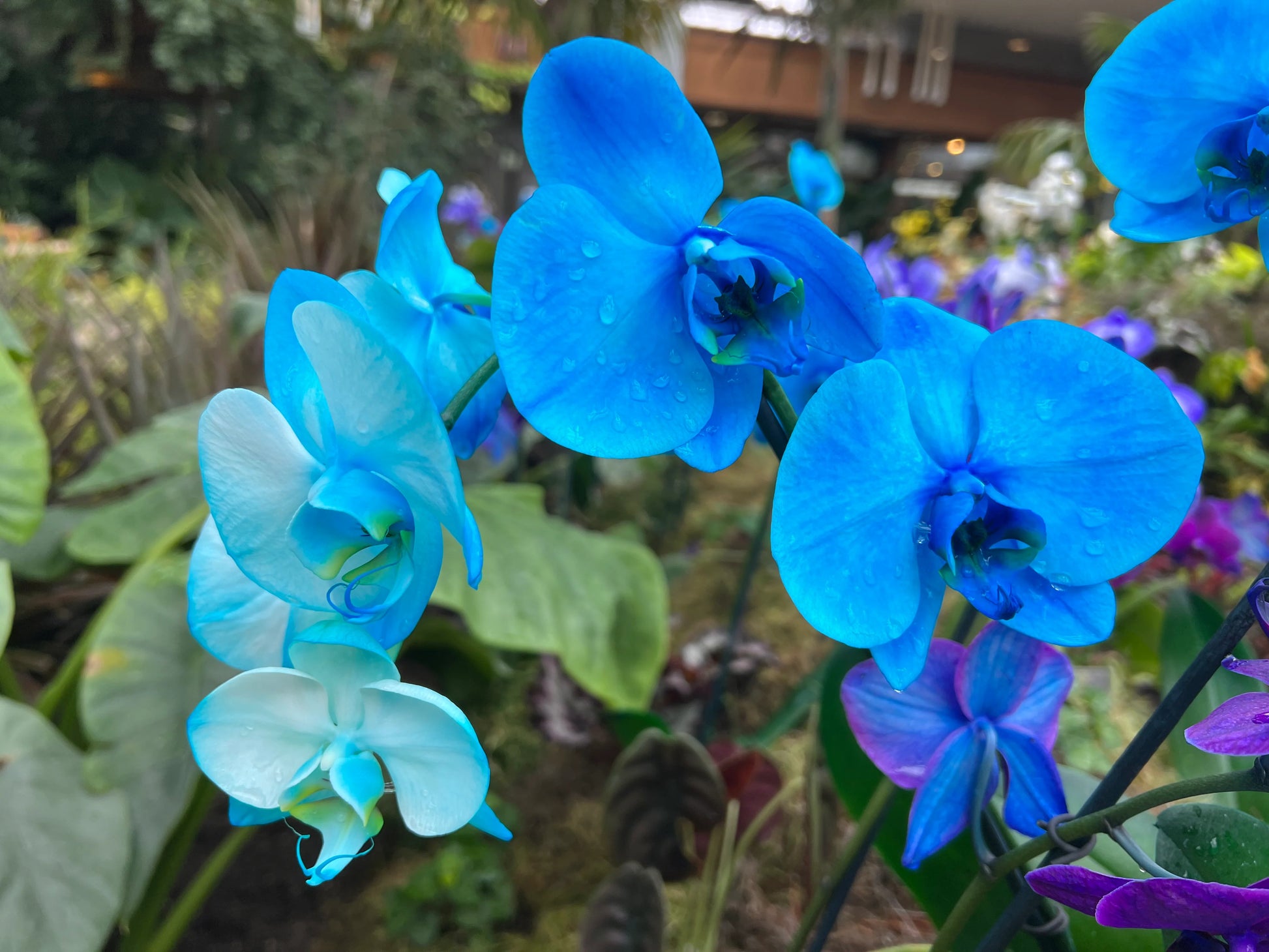 Blue Butterfly Orchid Flower seeds for Planting Low Maintenance Heirloom & GMO Free Seeds for Home Garden 
 
 Sale