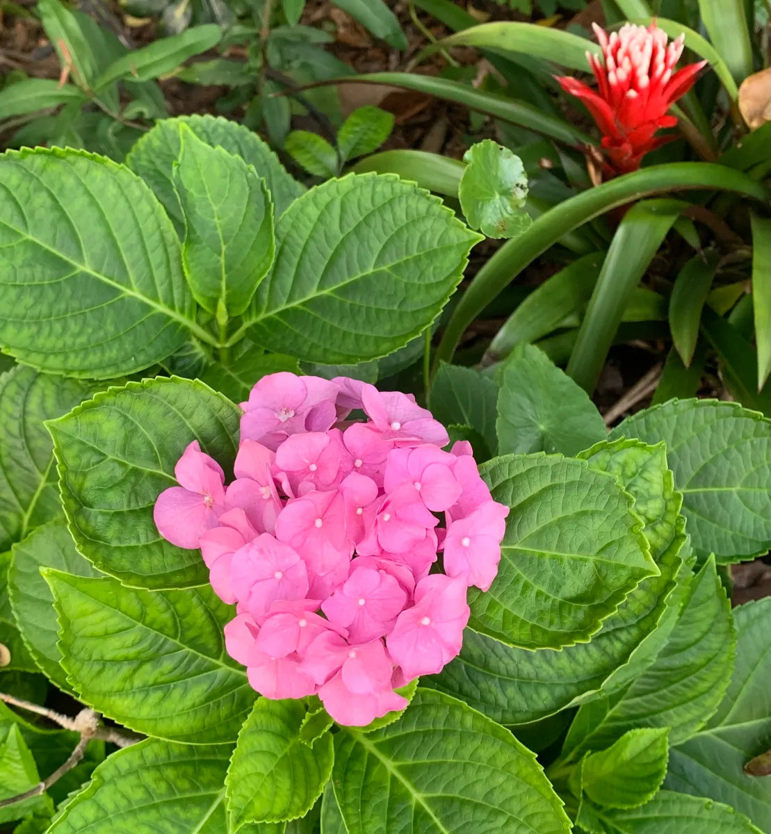 Hydrangea Pink Flower seeds for Planting - Fragrant Blossoms, Heirloom & GMO Free Seeds for Home Garden