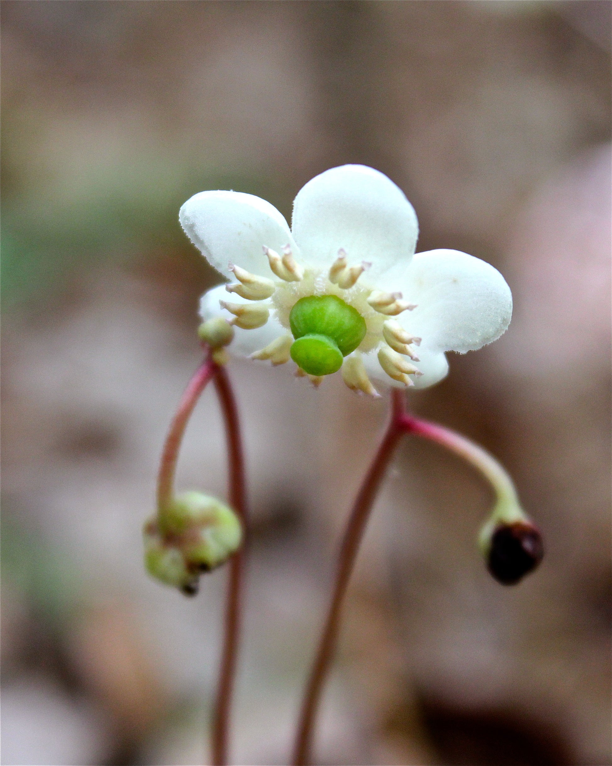 Wintergreen Flower seeds for Planting Perfect for Borders Heirloom & GMO Free Seeds for Home Garden