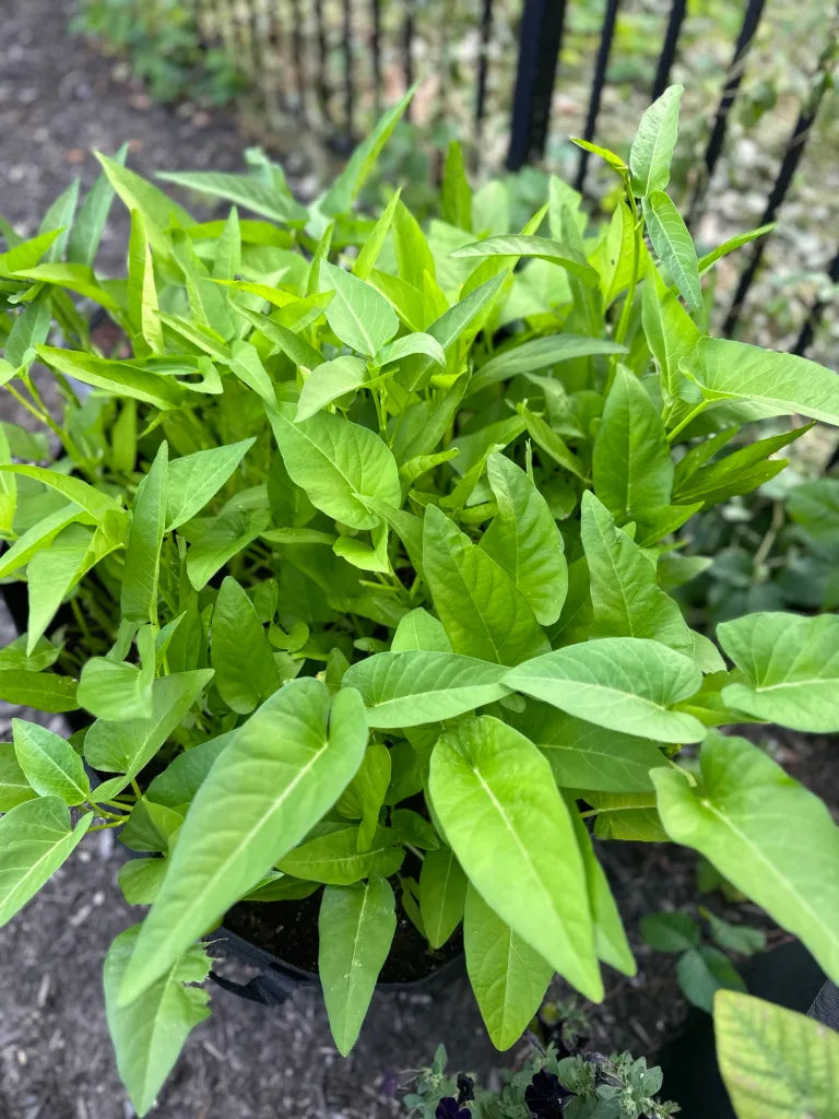 Fresh green Kong Xin Cai water spinach leafy vegetable plant