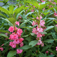 Balsam flowers cascading from a decorative hanging basket.
