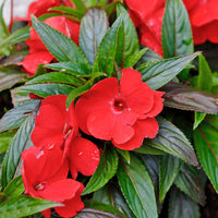 Impatiens Sun and Shade Scarlet Seeds for Planting Classic Red Flowers